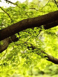 Close-up of tree trunk in forest