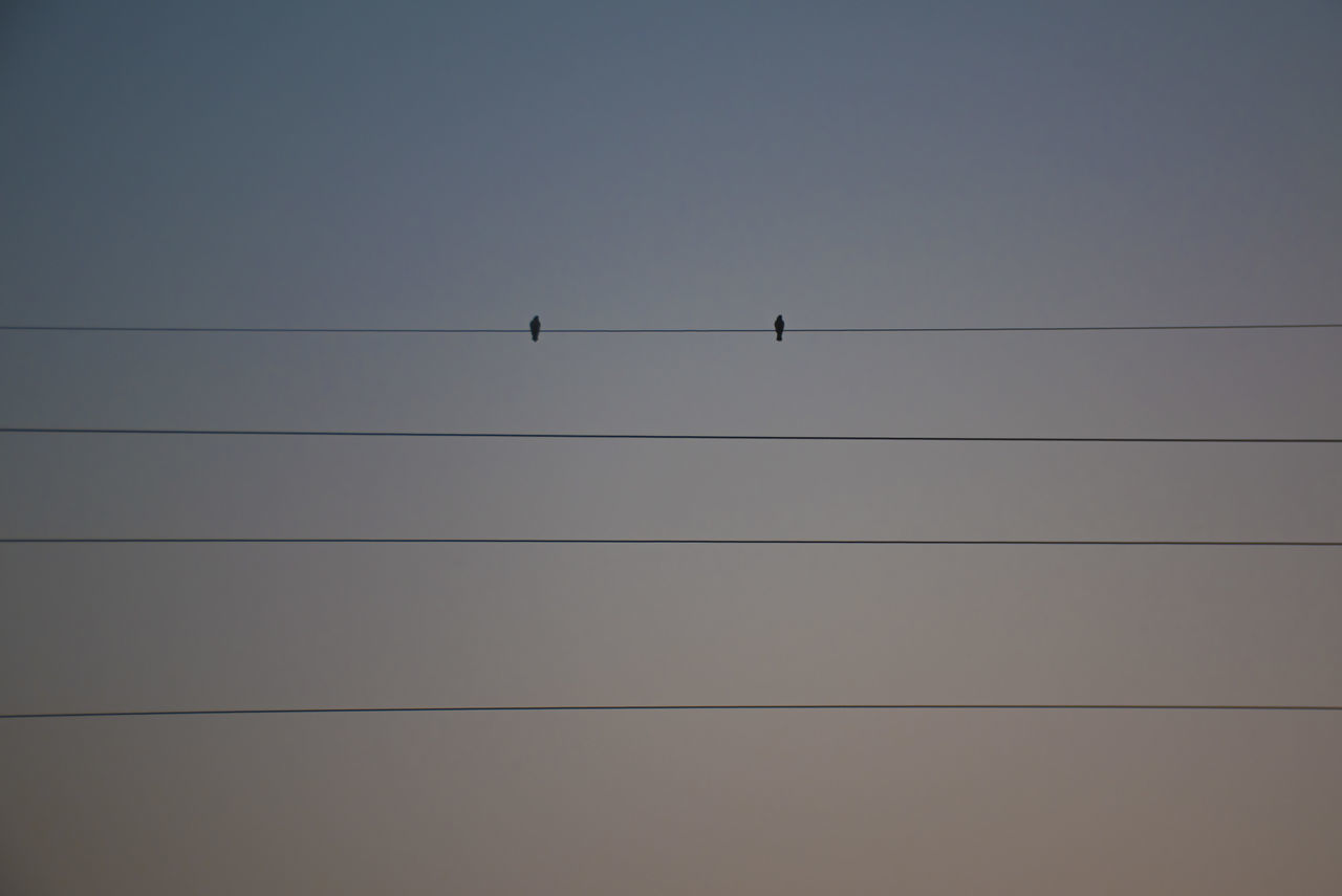 LOW ANGLE VIEW OF BIRDS ON CABLE AGAINST SKY