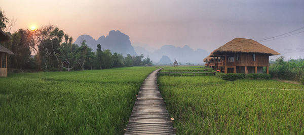 Scenic view of rice field against sky