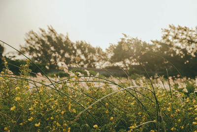 Close-up of plants growing on field against sky