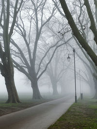 Bare trees on field