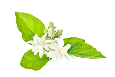 Close-up of green plant against white background