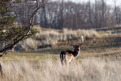 Deer standing by dry grass on field