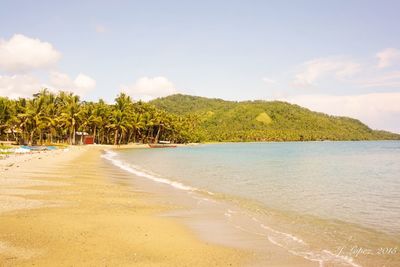Palm trees on beach
