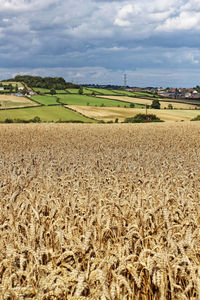 Scenic view of agricultural field against sky