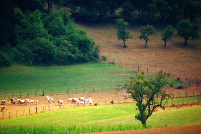 Scenic view of agricultural field