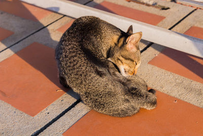 High angle view of a cat resting on the footpath