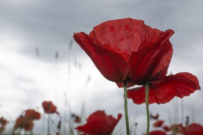 Close-up of red flowers