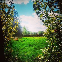 Scenic view of field against sky