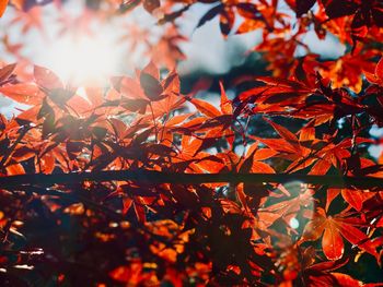 Close-up of autumnal leaves on tree