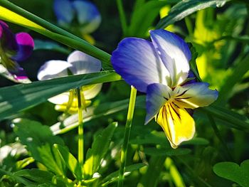 Close-up of purple flowers blooming outdoors