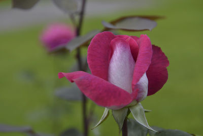 Close-up of pink flowers