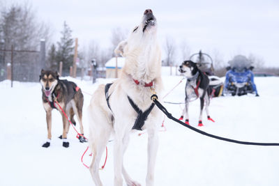 Alaskan husky dog sled winter season sport
