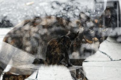 Frozen horse in winter