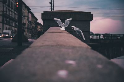 View of birds on street in city