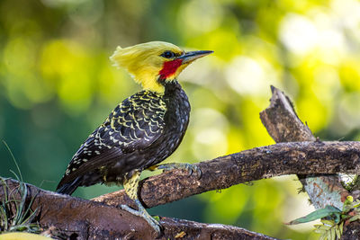 Close-up of bird perching on branch