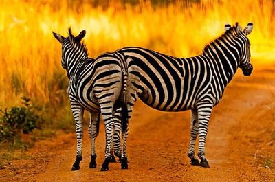 Zebra crossing in field