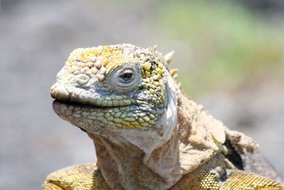 Close-up of lizard