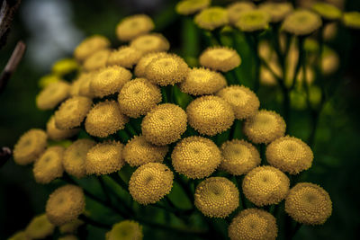 Close-up of flowering plants