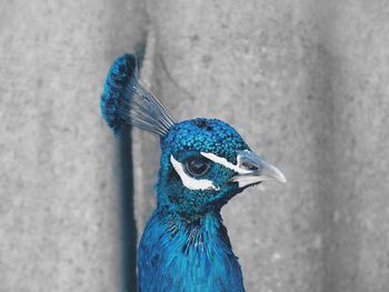 Close-up of peacock