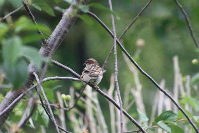 Close-up of bird perching on branch