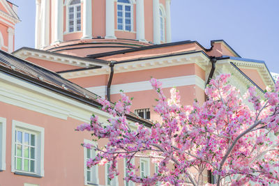  blooming cherry tree near  church of st. john the theologian under the elm founded  in moscow