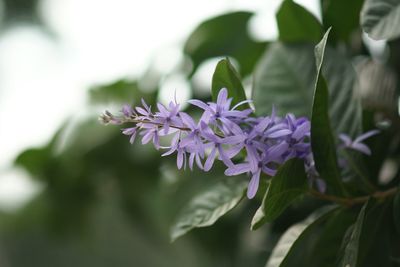 Close-up of purple flowers blooming outdoors