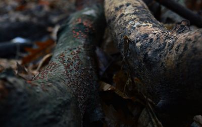 Close-up of tree trunk
