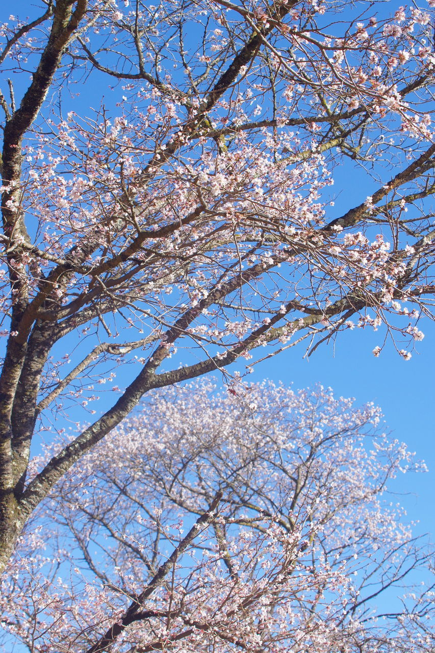 LOW ANGLE VIEW OF FLOWERING TREE AGAINST SKY