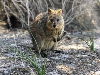 Portrait of an animal on rock