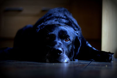 Close-up portrait of black dog lying down