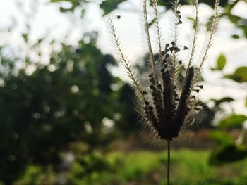 Close-up of plant