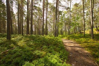 Footpath amidst pine trees in forest under the morning light 