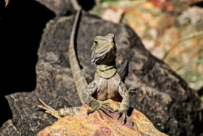 Close-up of lizard on rock