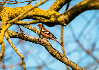 branch
