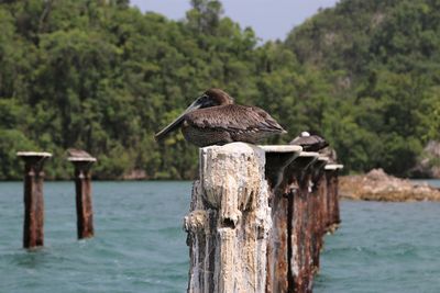 Bird perching on wooden post in sea