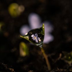 Close-up of water drop on plant at field
