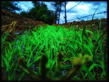 Close-up of grass on land