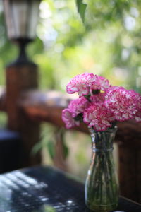 Close-up of pink flower