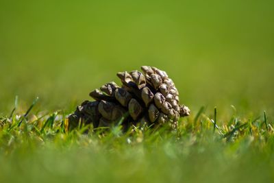 Close-up of pine cone on field