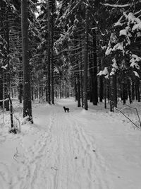 Snow covered road amidst trees in forest