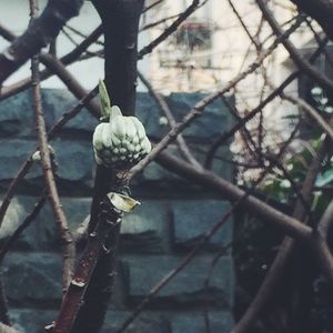 Close-up of plant against blurred background