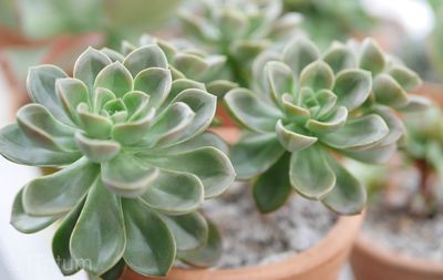 Close-up of succulent plant