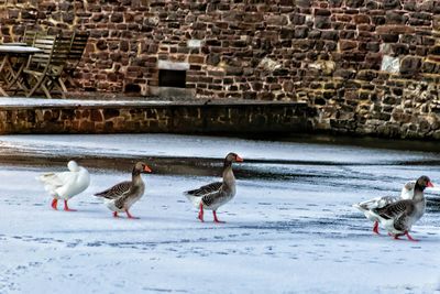 Birds walking on snowy field