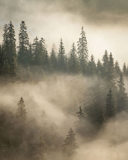 Scenic view of forest against sky