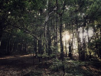 Trees in forest