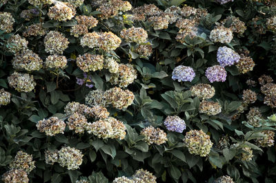 Close-up of purple flowering plants