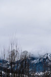 Bare trees on landscape against sky