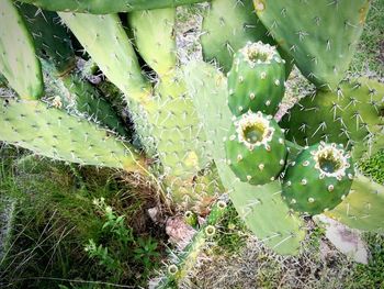 High angle view of prickly pear cactus