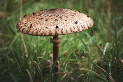 Close-up of mushroom growing on field